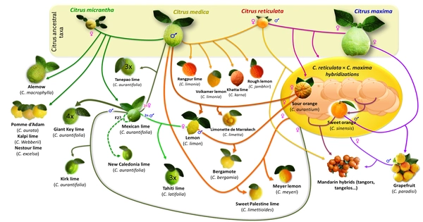 Basic Overview of Citrus Taxonomy