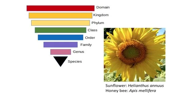 Key Aspects of Cultivated Plant Taxonomy