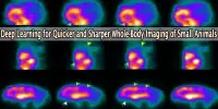 Deep Learning for Quicker and Sharper Whole-Body Imaging of Small Animals