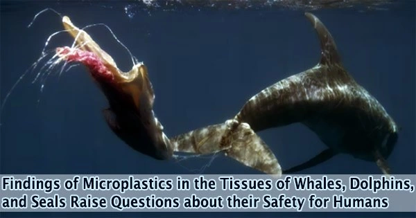 Findings of Microplastics in the Tissues of Whales, Dolphins, and Seals Raise Questions about their Safety for Humans