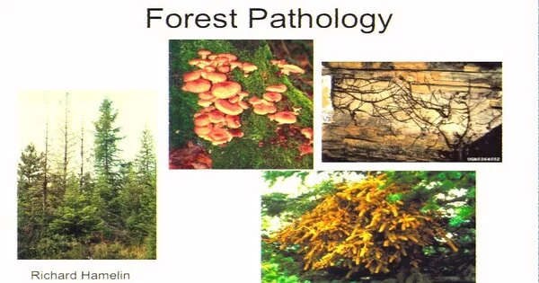 Forest Pathology