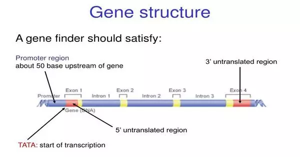 Gene Structure