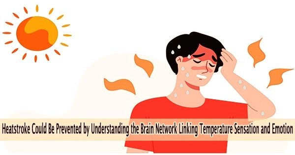 Heatstroke Could Be Prevented by Understanding the Brain Network Linking Temperature Sensation and Emotion