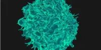 Immune Cells Move with Greater Autonomy than Previously Believed