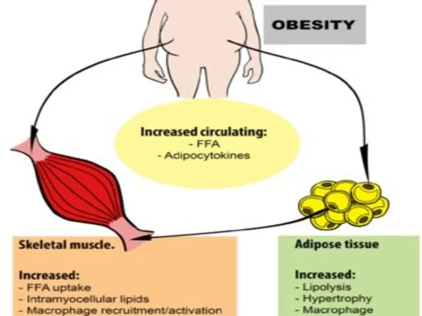 Exercise and muscle regulation: Implications for diabetes and obesity
