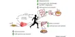 Implications for Diabetes and Obesity from Exercise and Muscle Regulation