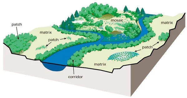 Key Concepts and Components of Landscape Ecology