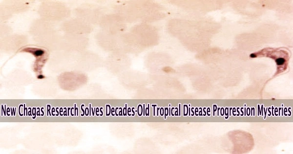 New Chagas Research Solves Decades-Old Tropical Disease Progression Mysteries