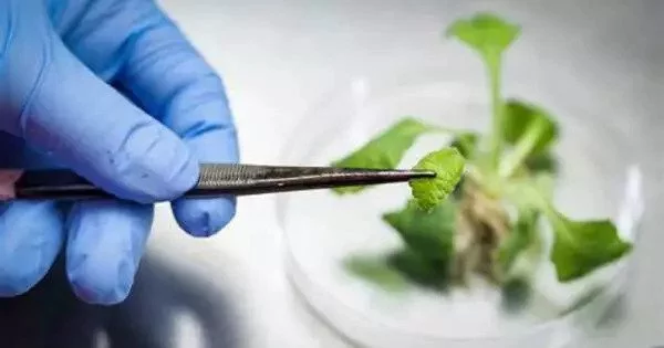 Plant Pathology – a scientific study of plant illnesses