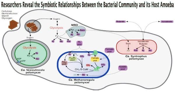 Researchers Reveal the Symbiotic Relationships Between the Bacterial Community and its Host Amoeba