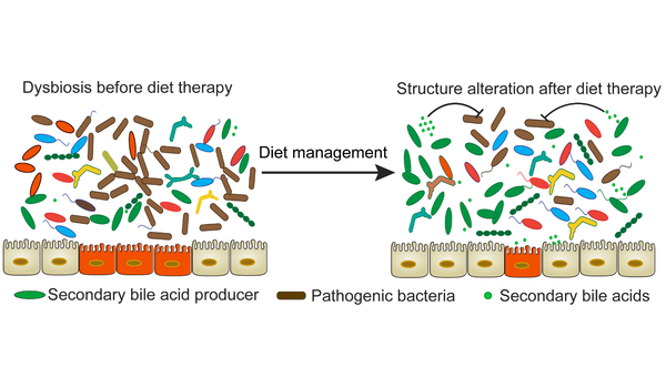 Data researchers connect diet to changes in the microbiome
