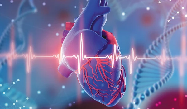 Same genes behind heart muscle disorders in humans and Dobermanns
