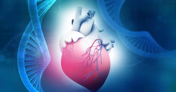 Same Genes are Responsible for Human and Dobermann Heart Muscle Diseases