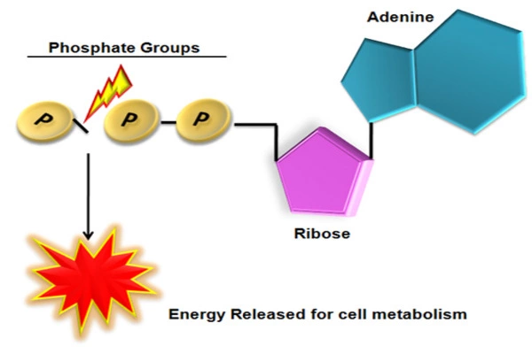 Energy storage in molecules