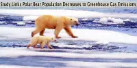 Study Links Polar Bear Population Decreases to Greenhouse Gas Emissions