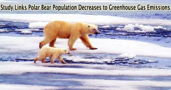 Study Links Polar Bear Population Decreases to Greenhouse Gas Emissions
