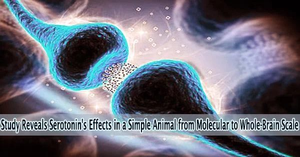 Study Reveals Serotonin’s Effects in a Simple Animal from Molecular to Whole-Brain Scale