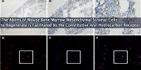 The Ability of Mouse Bone Marrow Mesenchymal Stromal Cells to Regenerate is Facilitated by the Constitutive Aryl Hydrocarbon Receptor