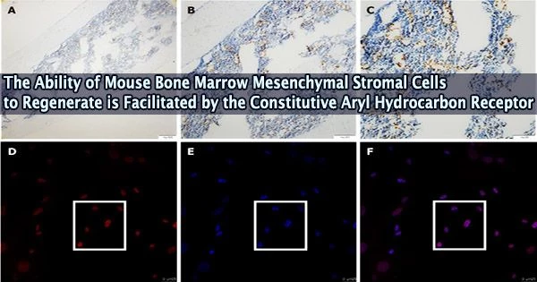 The Ability of Mouse Bone Marrow Mesenchymal Stromal Cells to Regenerate is Facilitated by the Constitutive Aryl Hydrocarbon Receptor