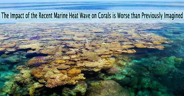 The Impact of the Recent Marine Heat Wave on Corals is Worse than Previously Imagined