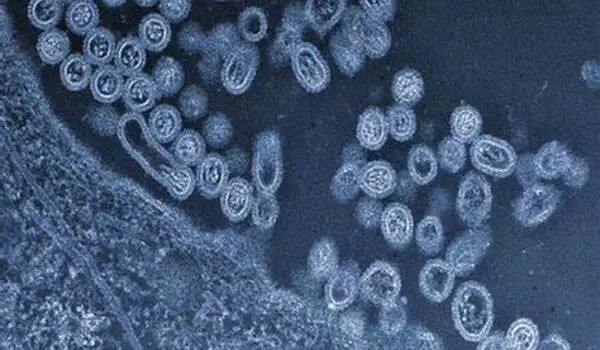 How the flu virus hacks our cells