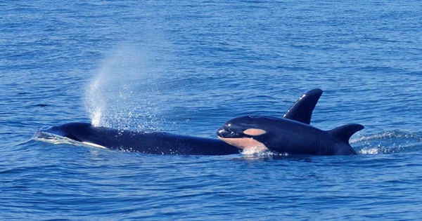 This Year, Nine Orcas Have Died in Alaska After Being Entangled in Fishing Nets