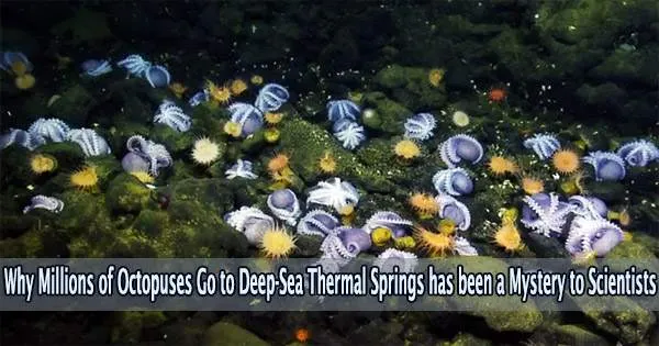 Why Millions of Octopuses Go to Deep-Sea Thermal Springs has been a Mystery to Scientists