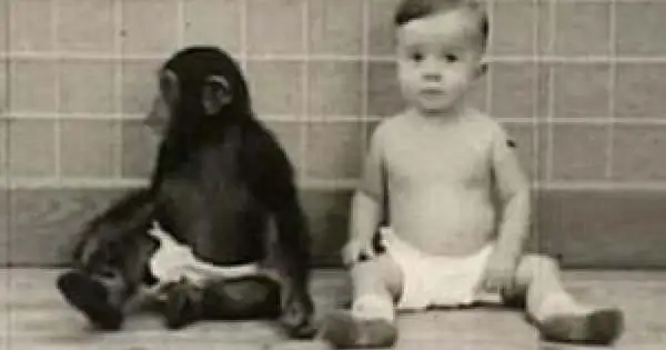A New Study finds Parallels between Chimp and Human Language Development