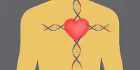 A New Study has discovered Genetic Risk Factors for Heart Failure
