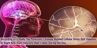 According to a Study, the Parkinson’s Disease-Related Cellular Stress that Happens at Night Kills more Neurons than it does During the Day
