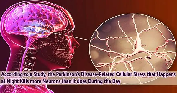 According to a Study, the Parkinson’s Disease-Related Cellular Stress that Happens at Night Kills more Neurons than it does During the Day