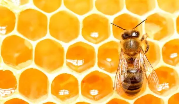 Honey bees may inherit altruistic behavior from their mothers