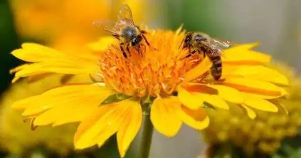 Altruism may be passed down to Honey Bees from their Moms