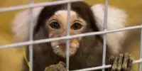 Alzheimer’s disease will be Studied in Marmosets by Researchers