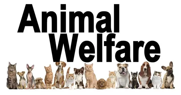Key Components of Animal Welfare