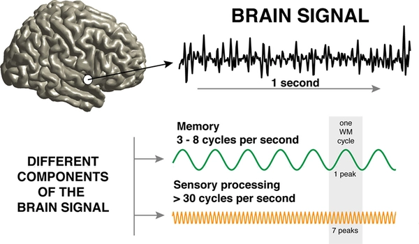 Brain signals for good memory performance revealed