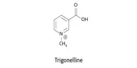 Coffee-derived Trigonelline Improves Cognitive Abilities in Mice