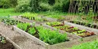 Companion Planting – in gardening and agriculture