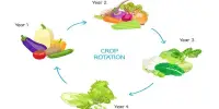 Crop Rotation – a fundamental agricultural practice