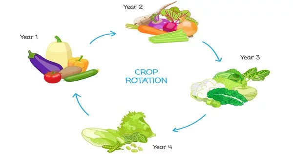 Crop Rotation – a fundamental agricultural practice