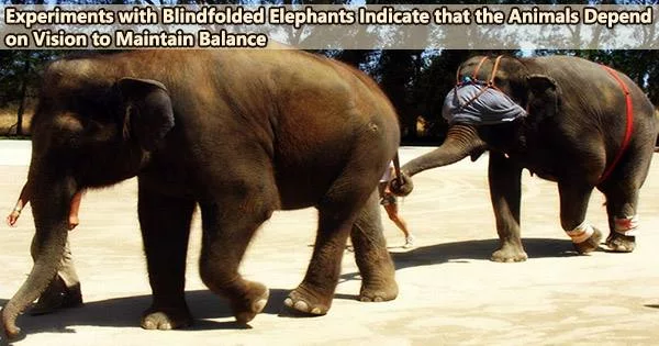 Experiments with Blindfolded Elephants Indicate that the Animals Depend on Vision to Maintain Balance