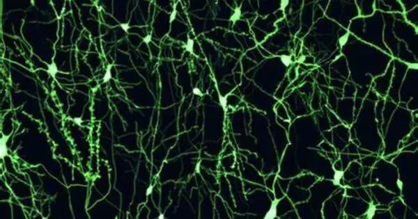 Helping Mice recover from Stroke by Converting Brain Immune Cells into Neurons