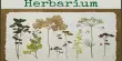 Herbarium – a collection of preserved plant specimens