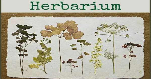 Herbarium – a collection of preserved plant specimens