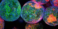 Immune Rejection of Biomedical Implants is being Studied by Researchers