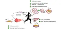 Implications for Diabetes and Obesity from Exercise and Muscle Regulation