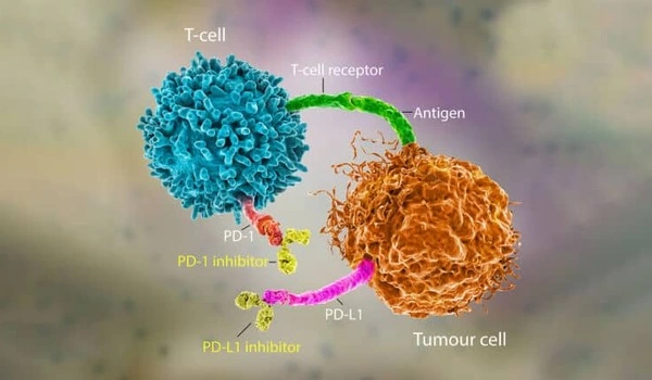 Strengthening artificial immune cells to fight cancer