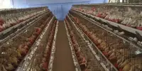 Intensive Animal Farming – a type of intensive agriculture
