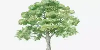 Multipurpose Trees