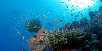 Off The Galápagos Islands, two Deep-Sea Coral Reefs Have Been Discovered